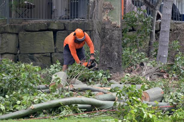 Best Tree Disease Treatment  in Ann Arbor, MI